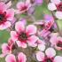 Leptospermum Scoparium Pink Queen (also Tea Tree) in Bloom