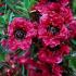 Leptospermum Scoparium Red Damask is an evergreen shrub with deep red double flowers. 