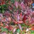 Leucothoe or Switch Ivy available at London nursery and online with UK deliveries. 