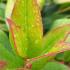 Leucothoe Zeblid with compact red and green foliage