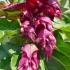 Leycesteria formosa Purple Rain Honeysuckle deciduous shrub with purple flowers