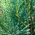 Leyland Cypress Blue Jeans Cupressus Leylandii for Hedging