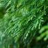 Cupressus Leylandii foliage detail, fast growing evergreen hedging plants for sale online UK