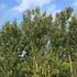 A dense evergreen hedge with glossy green leaves and fragrant white flowers in summer.