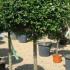 Ligustrum Half Standard in Flower, Topiary for Sale online. 