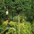 Ligustrum Half Standard Topiary Tree, London UK - from Paramount, specialist London garden centre and online shop, UK