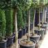 Ligustrum Jonandrum Lollipop Topiary to buy online from Paramount Topiary Nursery, London UK