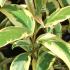 Ligustrum Japonicum Superbum Variegated Mature Trees buy online, UK delivery