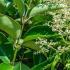 Ligustrum Japonicum Hedging - Japanese Privet Hedge