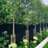 Pleached Ligustrum japonicum trees featured in a customer’s pleached tree garden design