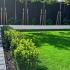 Ligustrum japonicum pleached trees suitable for coastal garden design 