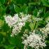 Ligustrum Japonicum Texanum Japanese Privet Hedging, good hedging for coastal planting