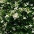 Ligustrum Japonicum Texanum Japanese Privet Hedging