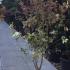 Ligustrum Japonicum variegated hedging shrubs for sale UK