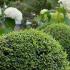 Ligustrum Topiary Balls or Privet Topiary Balls