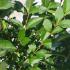 Ligustrum Ovalifolium Privet Hedging 