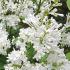 Syringa Prestoniae Agnes Smith, white flowering, fragrant Lilac tree for sale online UK