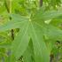 Liquidambar Styraciflua Worplesdon Sweet Gum, grown for its maple-like leaves which take on brilliant long-lasting autumn colour.