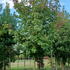 Liquidamber Styraciflua Trees, Summer Foliage, Trees for Sale UK