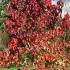 Liquidambar Styraciflua Lane Roberts Sweetgum, grown for its maple-like leaves & autumn colour. Lane Roberts has a rich blackish-crimson red autumn colour. 