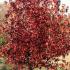 Liquidambar Styraciflua Palo Alto Sweet Gum, very striking autumn colour