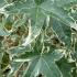 Liquidambar Styraciflua Silver King Sweet Gum, variegated leaves attractively margined creamy-white