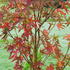 Liquidambar Styraciflua Stared Sweet Gum, a very colourful variety with distinctive deeply cut, star-shaped leaves turning fabulous scarlet & deep red in autumn