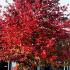 Liquidamber Styraciflua also known as the American Sweetgum Tree or Redgum - for sale at tree specialists Paramount, London and Online UK