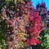 Liquidamber Styraciflua also known as the American Sweetgum Tree or Redgum 