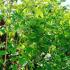 Liriodendron Tulipifera, Tulip Trees for sale online with UK delivery