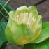 Liriodendron Tulipifera, tulip tree, flowering. For sale at our London plant centre, UK