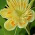 Liriodendron Tulipifera Aureomarginatum Tulip Tree in flower