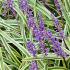 Liriope Muscari Variegato or Variegated Lily Turf