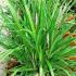 Liriope Muscari Big Blue (LilyTurf). Ornamental Grasses