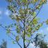 London plane trees, mature specimens for sale UK