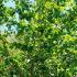 London plane trees from Paramount garden centre, North London - Specimen tree specialist nursery and online shop, UK