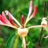 Lonicera Japonica Chinensis Japanese Honeysuckle climber flowering, buy online UK delivery