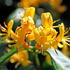 Lonicera Henryi Copper Beauty, Honeysuckle climber flowering, for sale online UK.