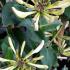 Scented honeysuckle, evergreen climbers for sale, London UK