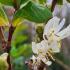 Lonicera Fragrantissima Winter Flowering Honeysuckle, a bushy deciduous shrub with simple, ovate leaves, and pairs of very fragrant cream flowers in winter