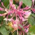 Lonicera Gold Flame Honeysuckle flowering