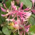 Lonicera Gold Flame Honeysuckle climber flowering, vigorous and very fragrant climber, buy online UK