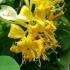 Lonicera Periclymenum Graham Thomas also known as Honeysuckle Graham Thomas buy online UK delivery