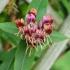 Lonicera Henryi Copper Beauty, Honeysuckle. Buy Online London UK.