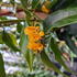 A vigorous evergreen climber with copper-tinted foliage and fragrant yellow flowers.