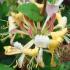 Lonicera Halliana Honeysuckle flowering, highly fragrant, good sized specimens for sale online UK delivery.