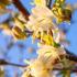 Lonicera Purpusii Winter Beauty, flowering honeysuckle climber, buy UK