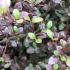 Lophomyrtus Red Dragon Myrtle with dark red foliage