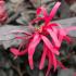 Loropetalum Chinense Black Pearl Chinese Fringe Flower