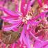 Loropetalum Chinense Fire Dance evergreen shrub for sale online with UK delivery